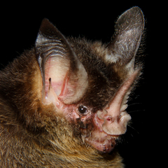 Gardnerycteris crenulatum