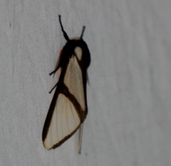 Turuptiana