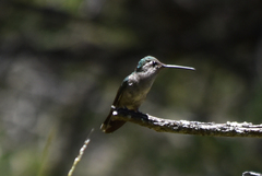 Eugenes fulgens
