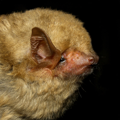 Lasiurus ega