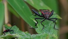 Piezogaster rubropictus