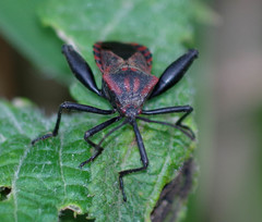 Piezogaster rubropictus