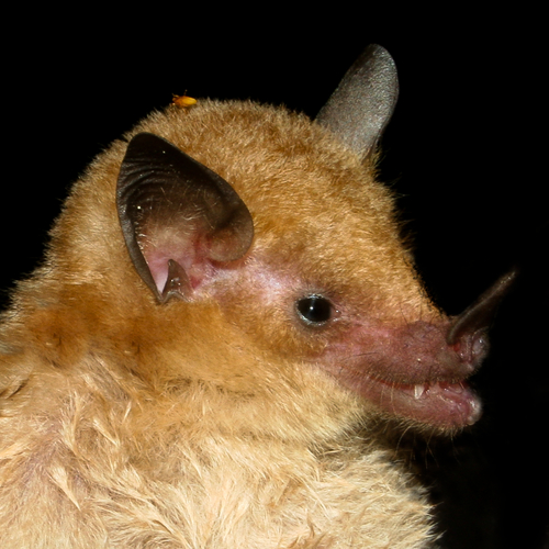 Dekeyser's nectar bat (Lonchophylla dekeyseri) — Endangered Mammalia