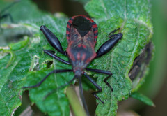 Piezogaster rubropictus