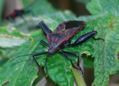 Piezogaster rubropictus