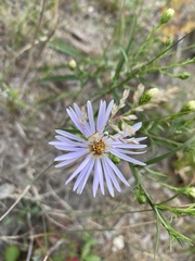 Symphyotrichum robynsianum