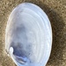 Flat Spoonclam - Photo (c) Keith P, some rights reserved (CC BY-NC), uploaded by Keith P