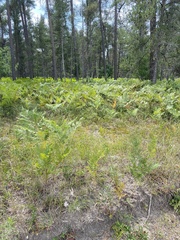 Symphyotrichum robynsianum