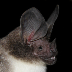 Carriker's Round-Eared Bat photo 2