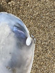 Periploma planiusculum