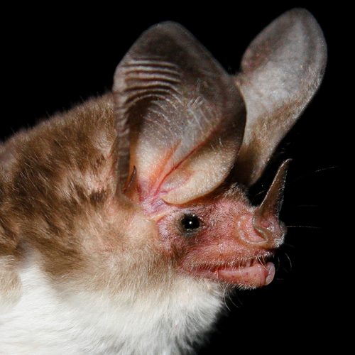 Sanborn's big-eared bat (Micronycteris sanborni) — Least Concern Mammalia