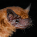 Dwarf Dog-faced Bat - Photo (c) Roberto Leonan Morim Novaes, some rights reserved (CC BY-NC), uploaded by Roberto Leonan Morim Novaes
