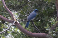 Aphelocoma wollweberi