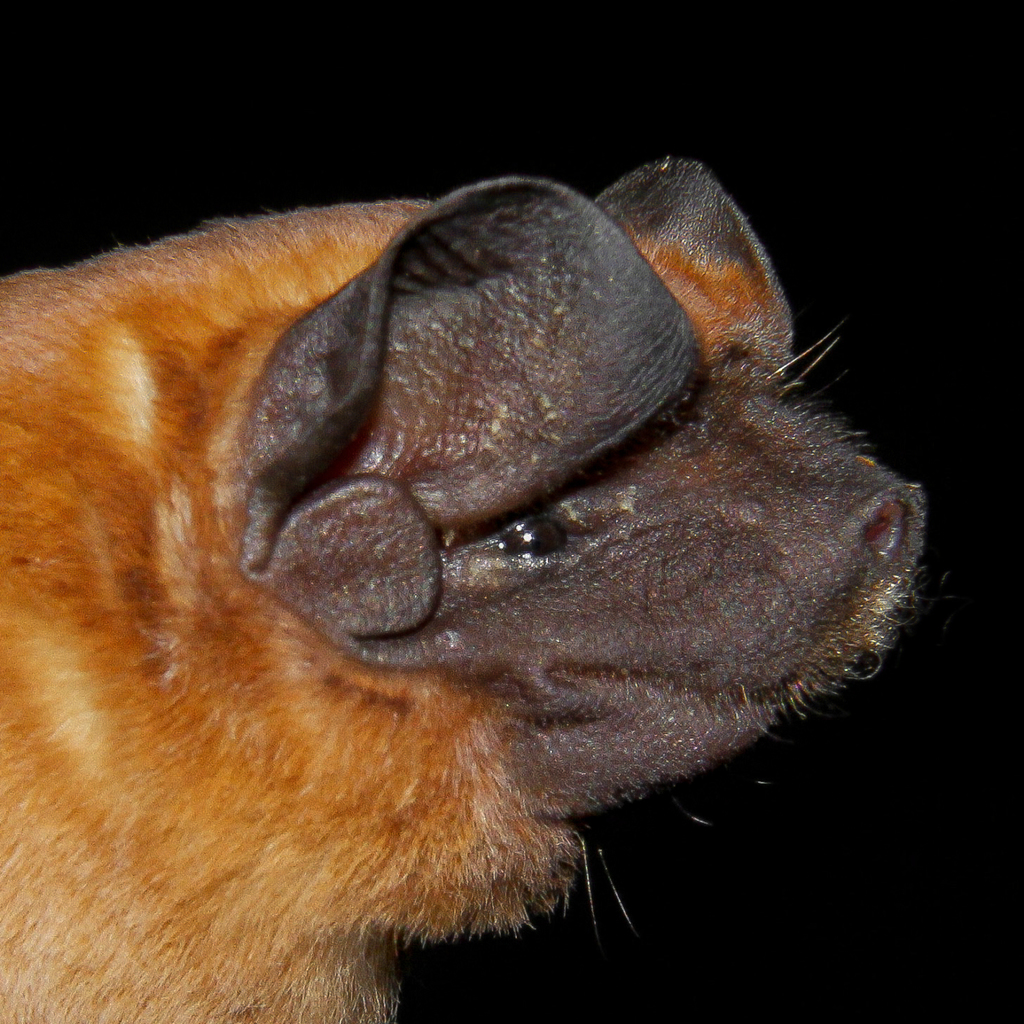 Coiban Mastiff Bat