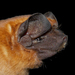 Coiban Mastiff Bat - Photo (c) Roberto Leonan Morim Novaes, some rights reserved (CC BY-NC), uploaded by Roberto Leonan Morim Novaes