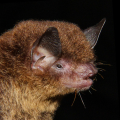 Myotis riparius