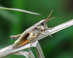 Aspidophyma americana