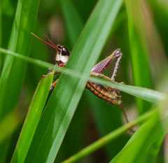 Aspidophyma americana