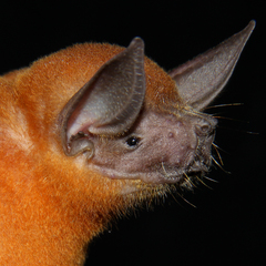 Noctilio albiventris