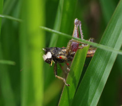 Aspidophyma americana
