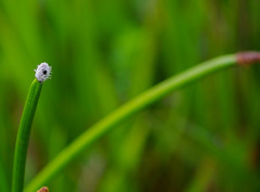 Eleocharis elegans