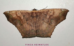 Paragonia cruraria