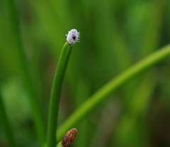 Eleocharis elegans