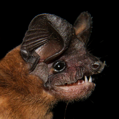 Nyctinomops aurispinosus