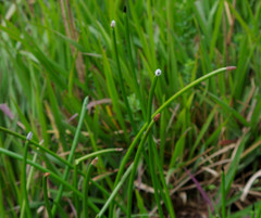 Eleocharis elegans