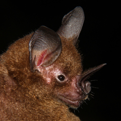 Phyllostomus elongatus
