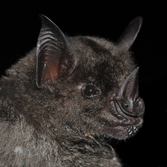 Phyllostomus hastatus