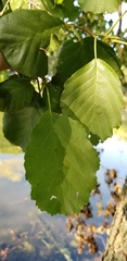 Alnus rohlenae