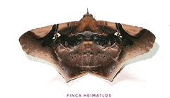 Euclystis guerini