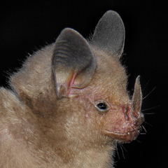 Rhinophylla fischerae