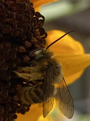 Melissodes robustior