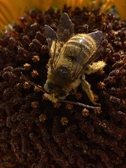 Melissodes robustior