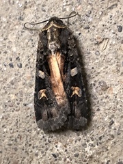 Actebia fennica