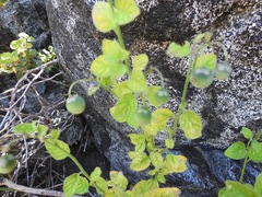 Solanales