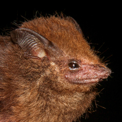 Lesser Sac-Winged Bat photo 2