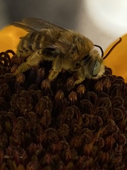 Melissodes robustior