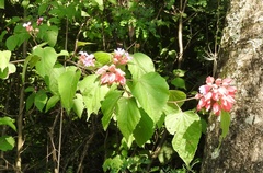 Physodium corymbosum