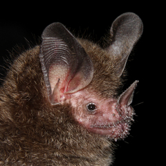 Trachops cirrhosus