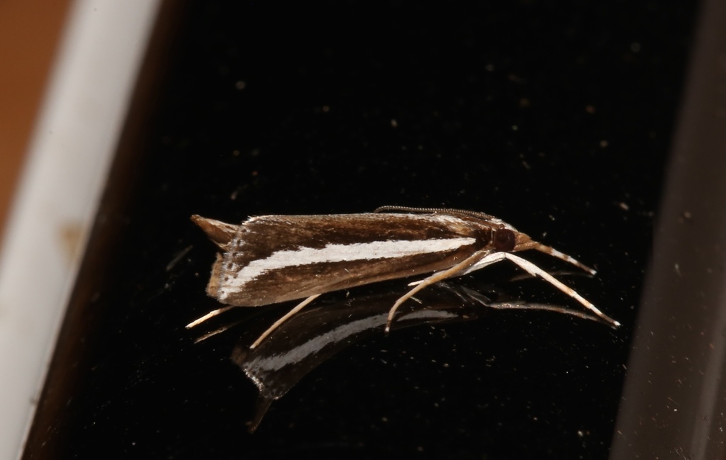 Reed-boring Crambid Moth