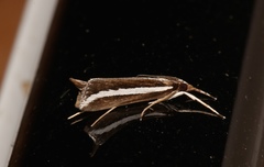 Carectocultus perstrialis image