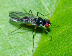 Tanypezidae