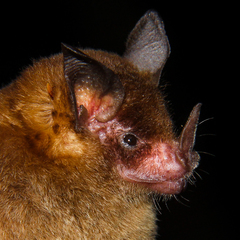 Trinycteris nicefori
