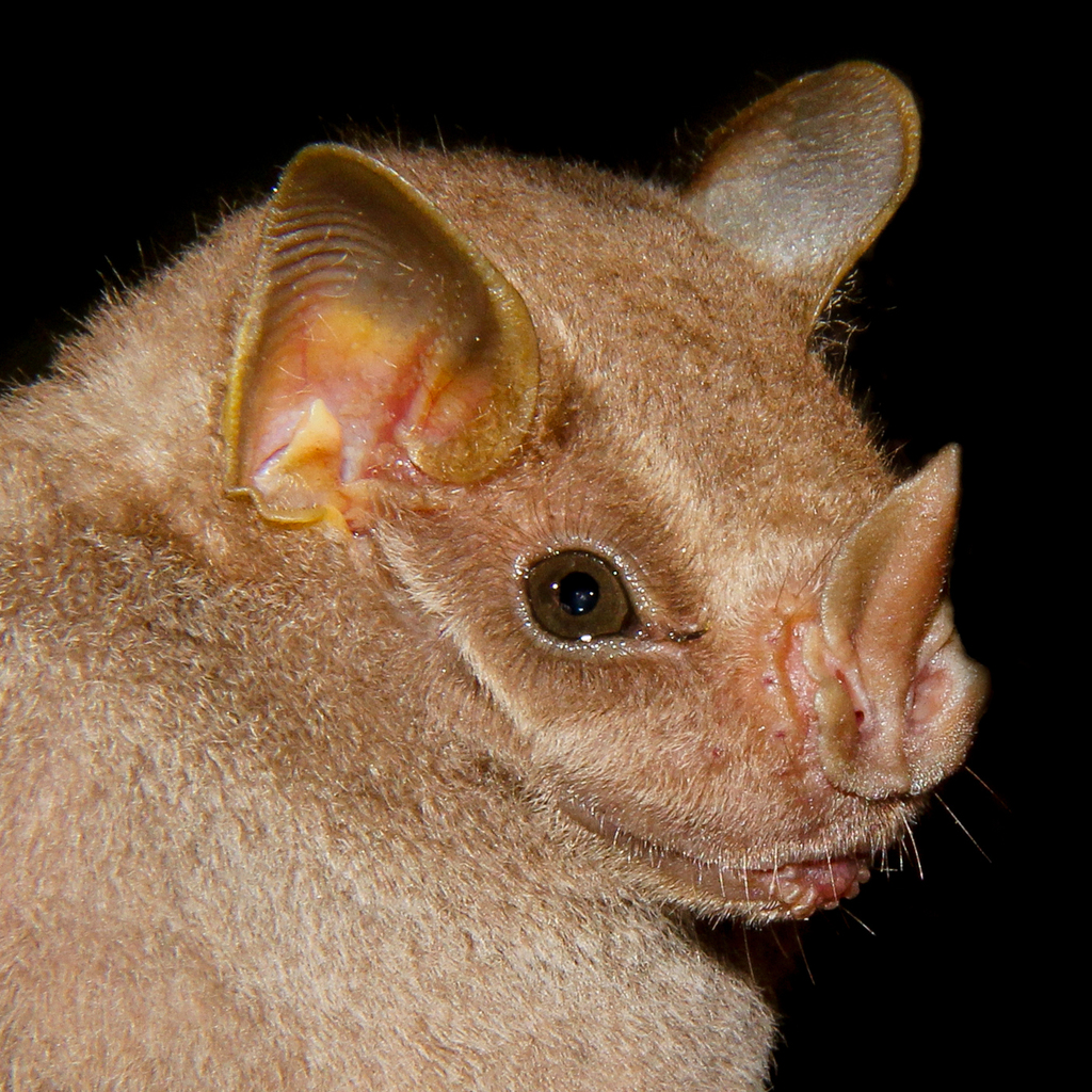 Brown Tent-Making Bat