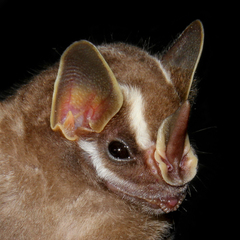 Vampyriscus bidens