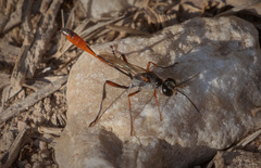 Ammophila heydeni
