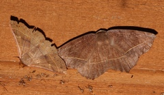 Image of Eutrapela clemataria